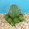 Euphorbia ferox-